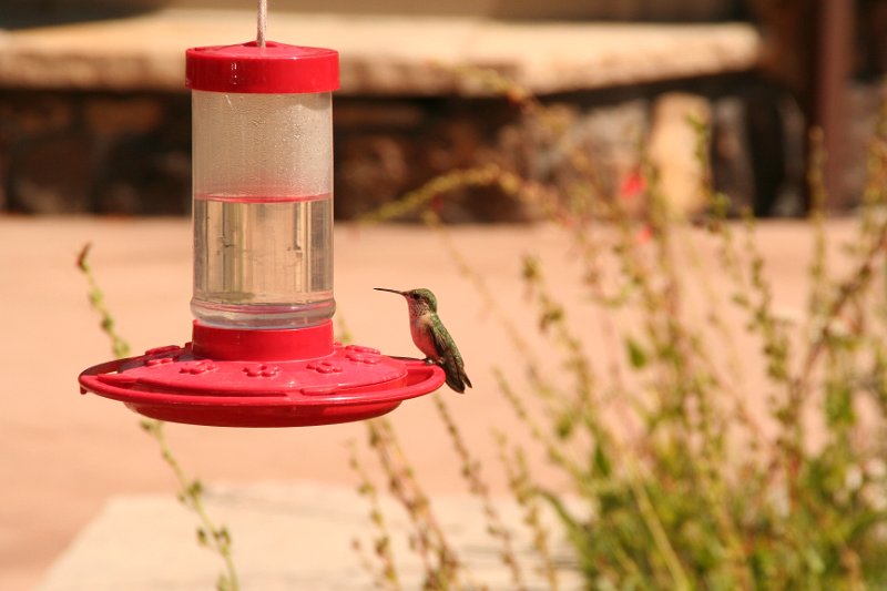 Trip (208).JPG - Humming bird at Shell Falls in the Bighorn National Forest